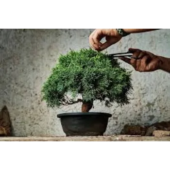 Fresh Bonsai Plant