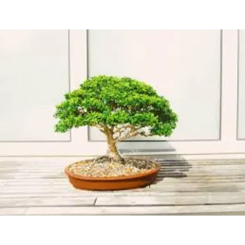 Natural Bonsai Plants
