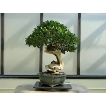 Organic Bonsai Plants