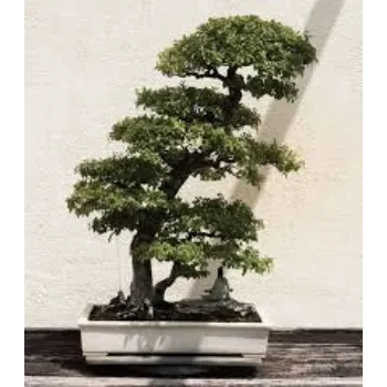 RAJESWARI NURSERY   Bonsai Plants