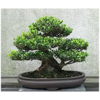 Natural  Bonsai Plants