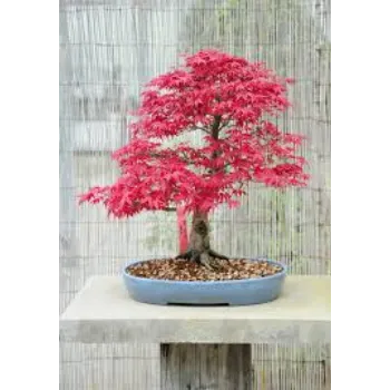 Natural  Bonsai Plants