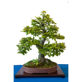 Bonsai Plants