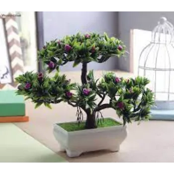   Bonsai Plants