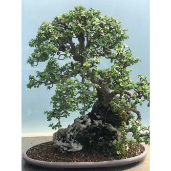  Bonsai Plants