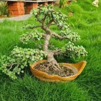 Natural  Bonsai Plants
