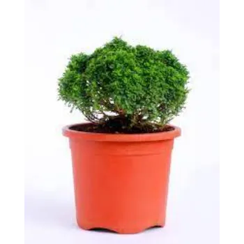 Green  Bonsai Plants