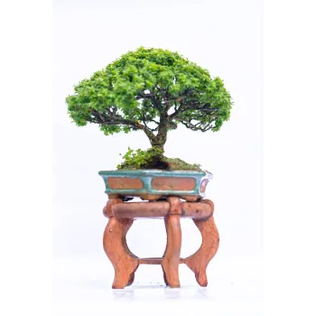  Bonsai Plants