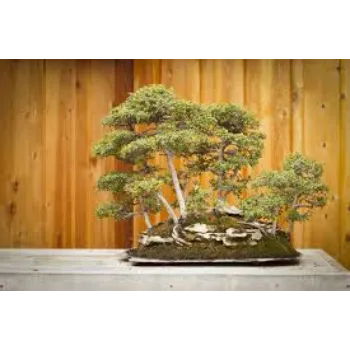 Natural Bonsai Plants