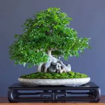 Natural  Bonsai Plants