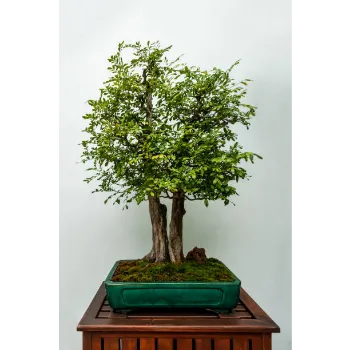  Bonsai Plants
