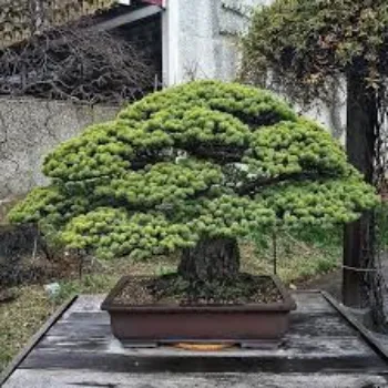 A.p. Flower Mart  Bonsai Plants