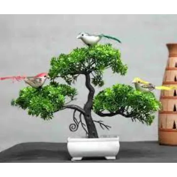 Rare  Bonsai Plants