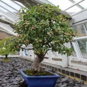 Natural  Bonsai Plants