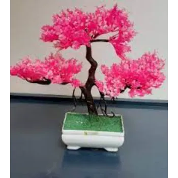 Fresh  Bonsai Plants