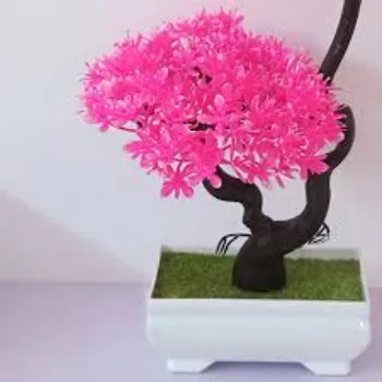 Natural Bonsai Plants
