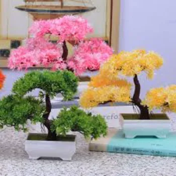  Bonsai Plants