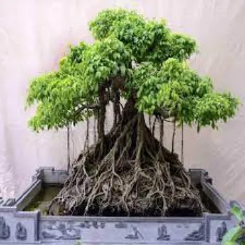 Natural Bonsai Plants