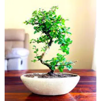 Organic Bonsai  Plants