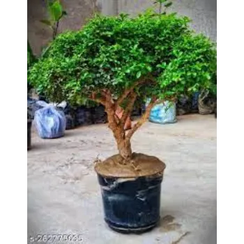 Natural Bonsai Plants