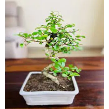 Natural Bonsai Plants