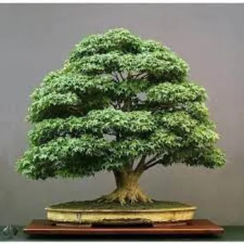 Natural Bonsai Plants