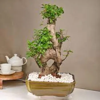 Natural Bonsai Plants