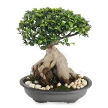 Organic Bonsai Plant