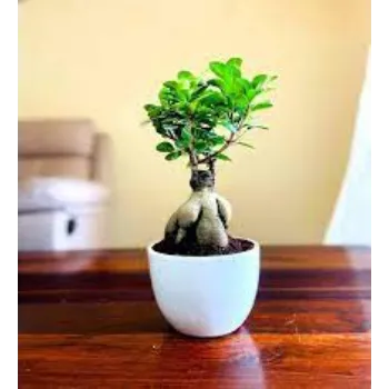 Natural Bonsai Plant