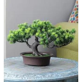 Natural Bonsai Plant