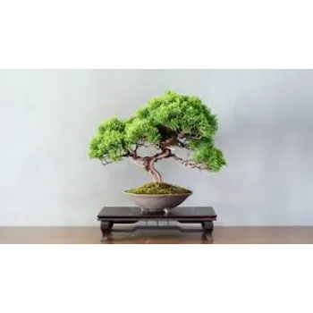 Organic Bonsai Plants