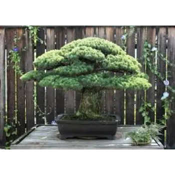 Fresh Bonsai Plant