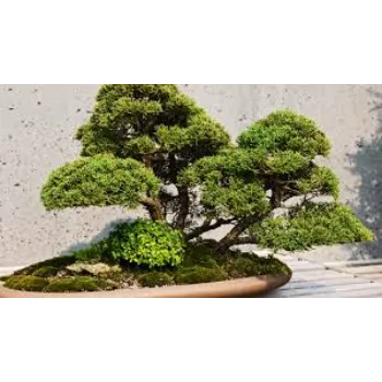 Natural Bonsai Plant