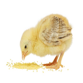 Broiler Feed