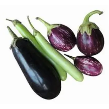 Brinjal