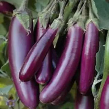 Brinjal