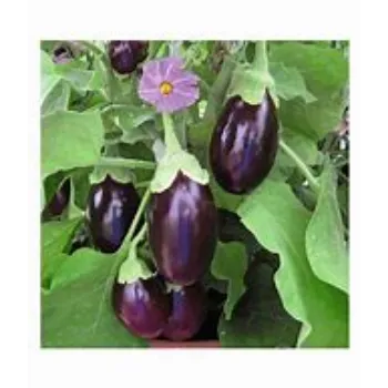 Brinjal
