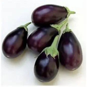 Brinjal