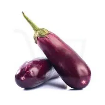 Common  Fresh Brinjal