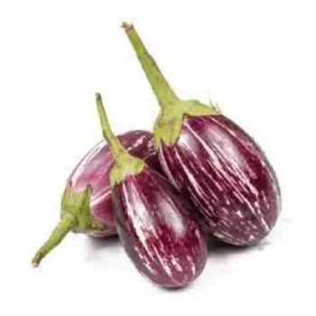 Common Brinjal