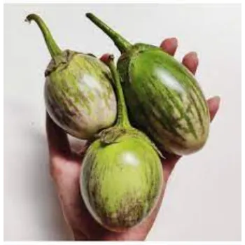 Organic Brinjal