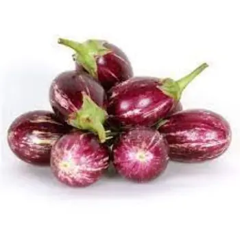 Common Brinjal