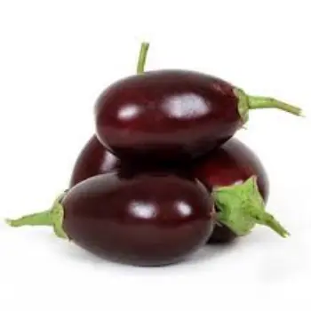 Common Brinjal