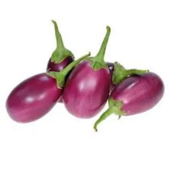 Common Brinjal