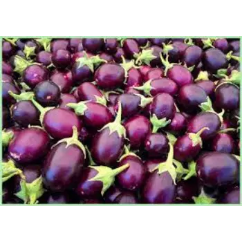 Common Fresh Brinjal