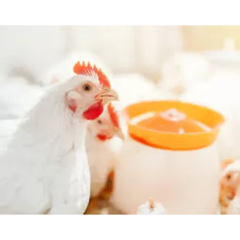 Bio  Broiler Feed