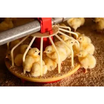 Broiler Feed