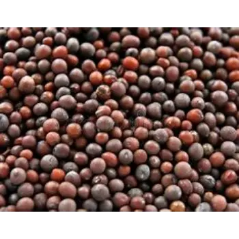 Brown Mustard Seeds