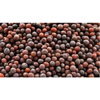 Brown Mustard Seeds