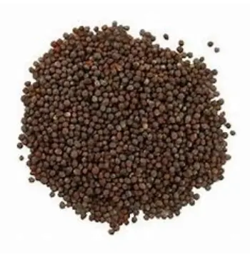 Fresh Brown Mustard Seeds